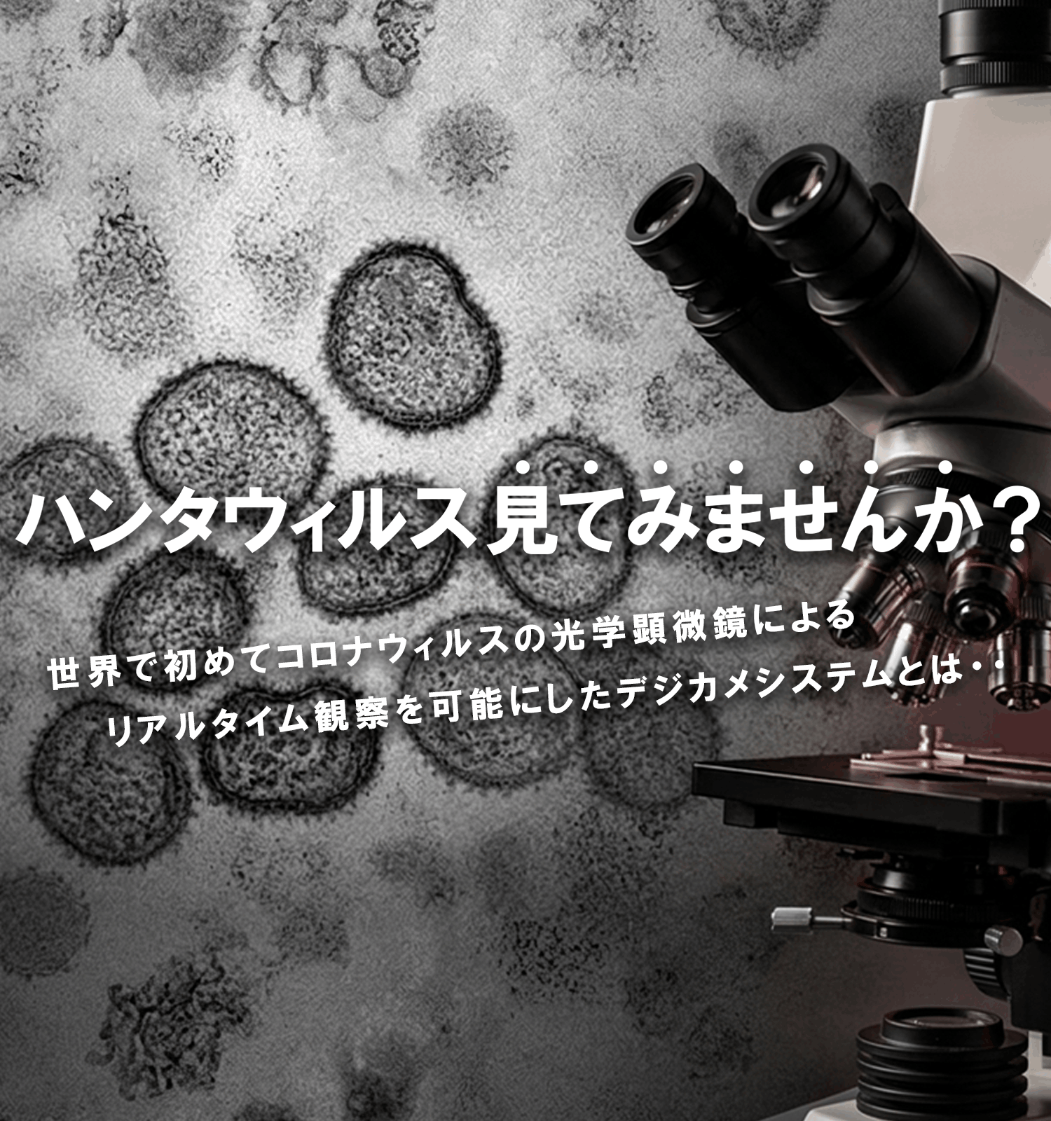 ハンタウィルス見てみませんか？