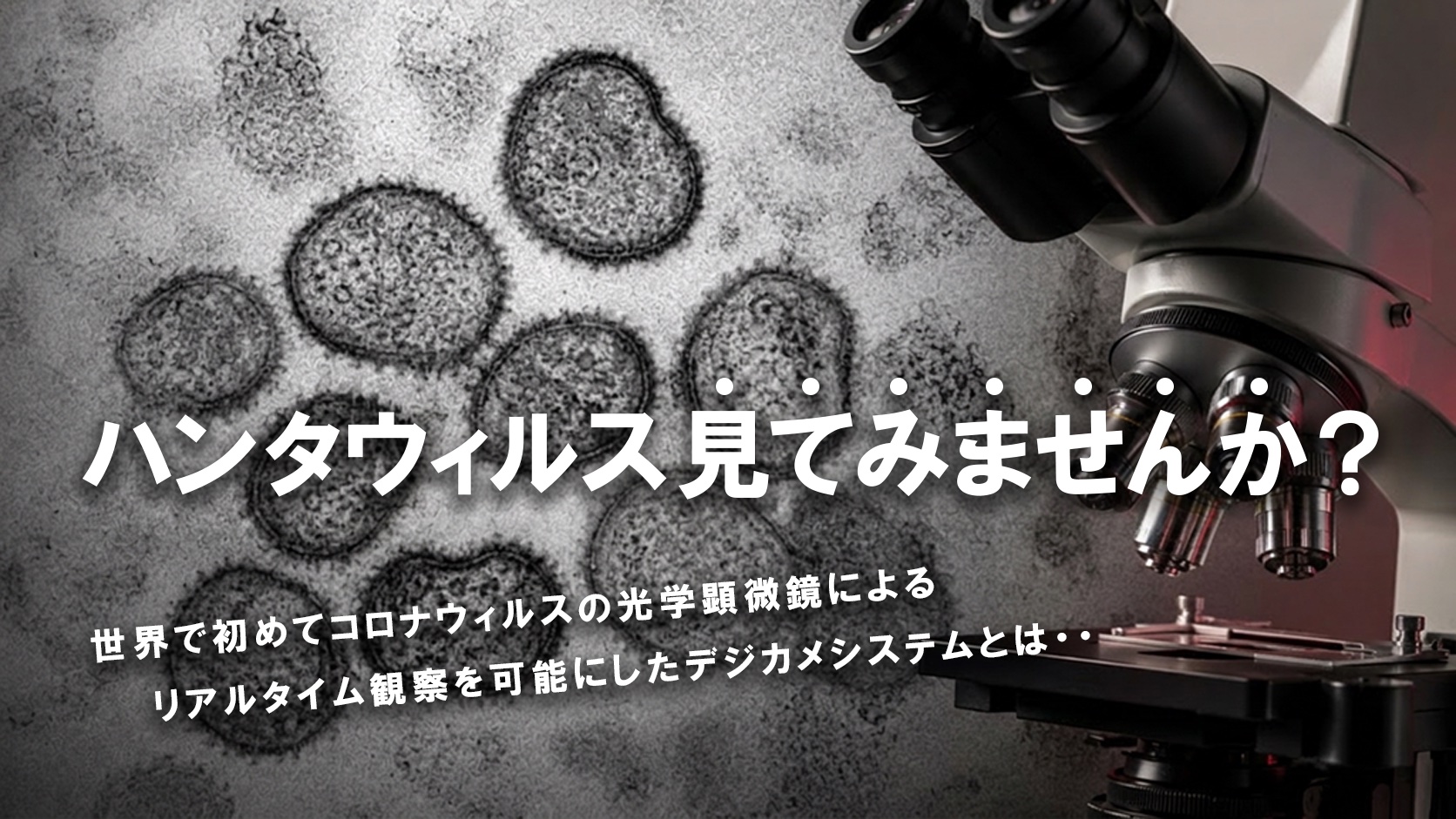 ハンタウィルス見てみませんか？