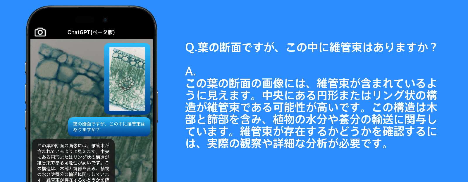 葉の断面画像に維管束の有無を質問したAIチャット画面